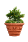 Preview: Terracotta Vase Estate aus Impruneta für Oliven- & Zitrusbäume